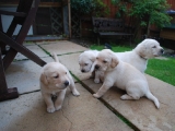 24 days old