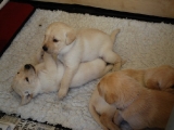 puppy play time!