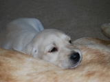 Mr Red finding a good place to sleep