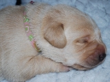 10 days old