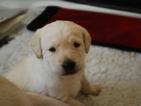 Mr White at three weeks