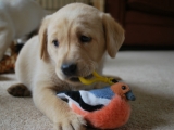 Peaches at 32 days