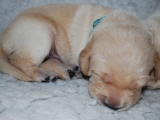 10 days old