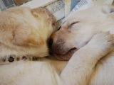 aww now that is puppy love!