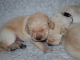 10 days old