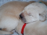 10 days old