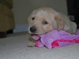 Peaches at 32 days 