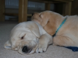 Sleepyheads