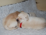 10 days old