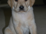 32 days old Mr Blue - sitting very proud!