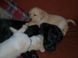 Mr White, Peaches and Mummy