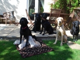 One big happy family Molly with her pups, the boys 