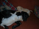 almost five weeks old
