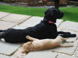 Molly with Peaches
