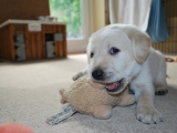 32 days old Mr White