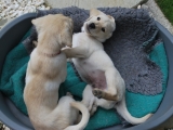 Im going to get you! (7 weeks)
