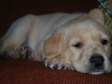 Peaches Five weeks