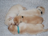 10 days old