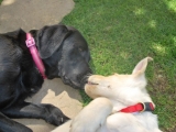 Molly gives kisses to Dexter