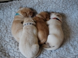10 days old