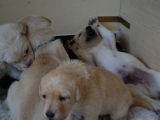 puppy play time at 19days!