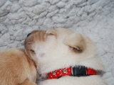 10 days old