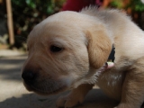 Peaches 3 weeks old!