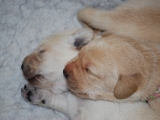 10 days old