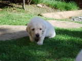 Three weeks old Mr White