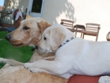 Rufus cuddling up to Melvin 7.5 weeks