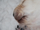 white boy! 10 days old