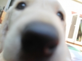 Rufus investigating the camera!