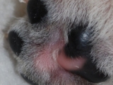 cute paddy paws 