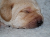 little blue 10 days old