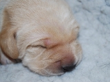 little blue boy 10 days old