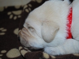 little red at 10 days old