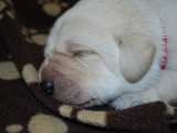 little red at 10 days old