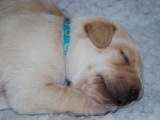 little blue at 10 days old