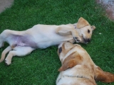 Peaches and Melvin 7.5weeks