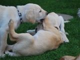 Pile in!