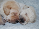 little blue and Mr white 10 days old