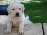 Mr White! 3wks