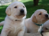 Mr White and Mr Blue 3 wks