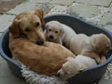 31 days old