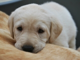 31 days old