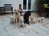 and SIT!!!! family photo at 8.5 weeks