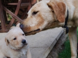 Melvin and peaches 