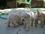 28 days old