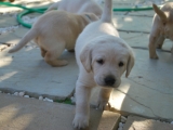 28 days old