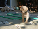28 days old